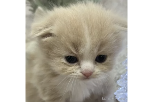 成約済の長野県のスコティッシュフォールド(折れ耳)-102753の2枚目